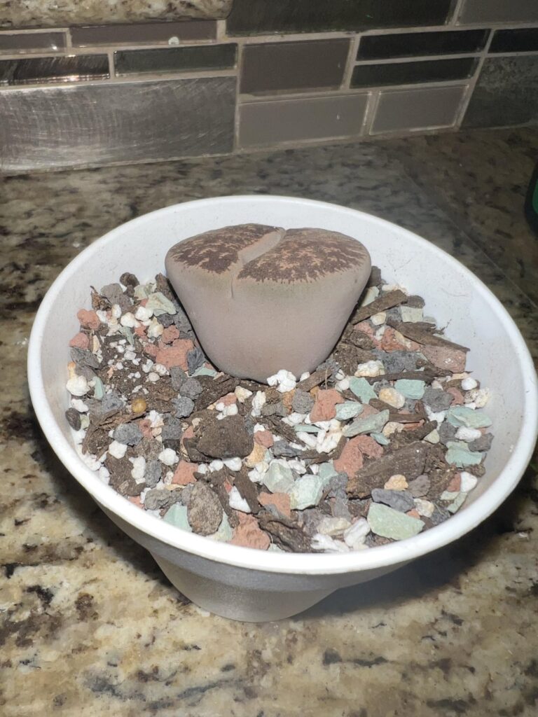 Is my Lithops ok?