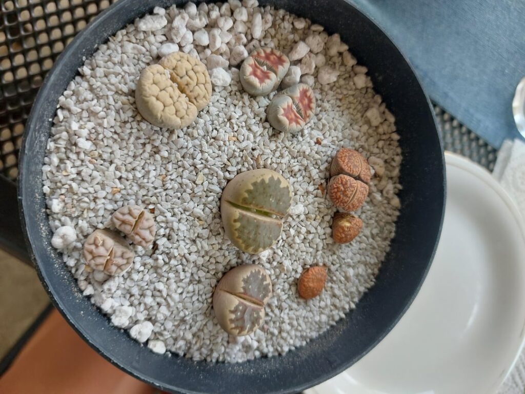 New bought & repoted lithops not looking too good
