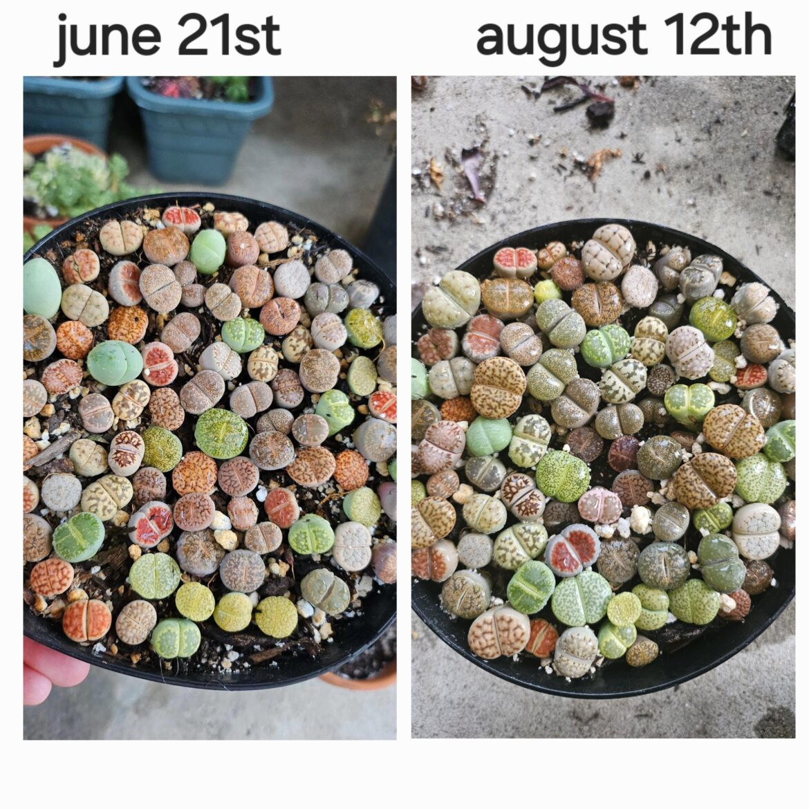 I'm watering too much???