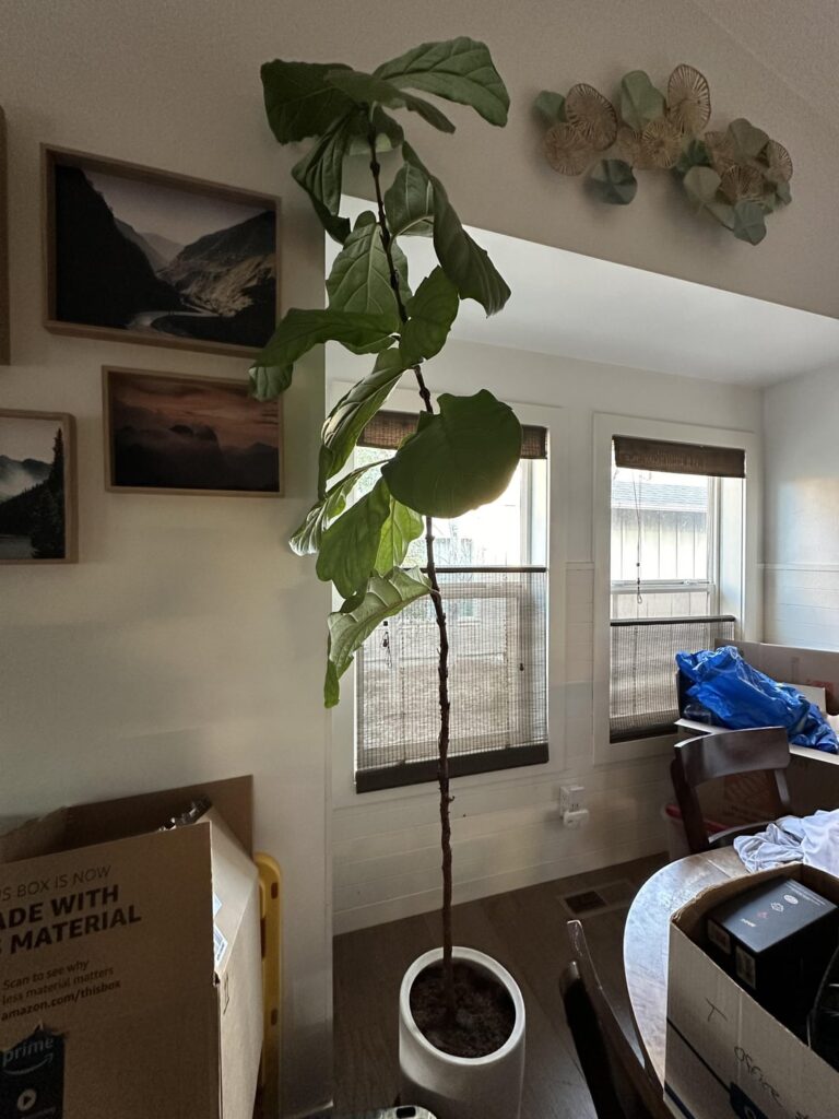 How to propagate this fiddle leaf?