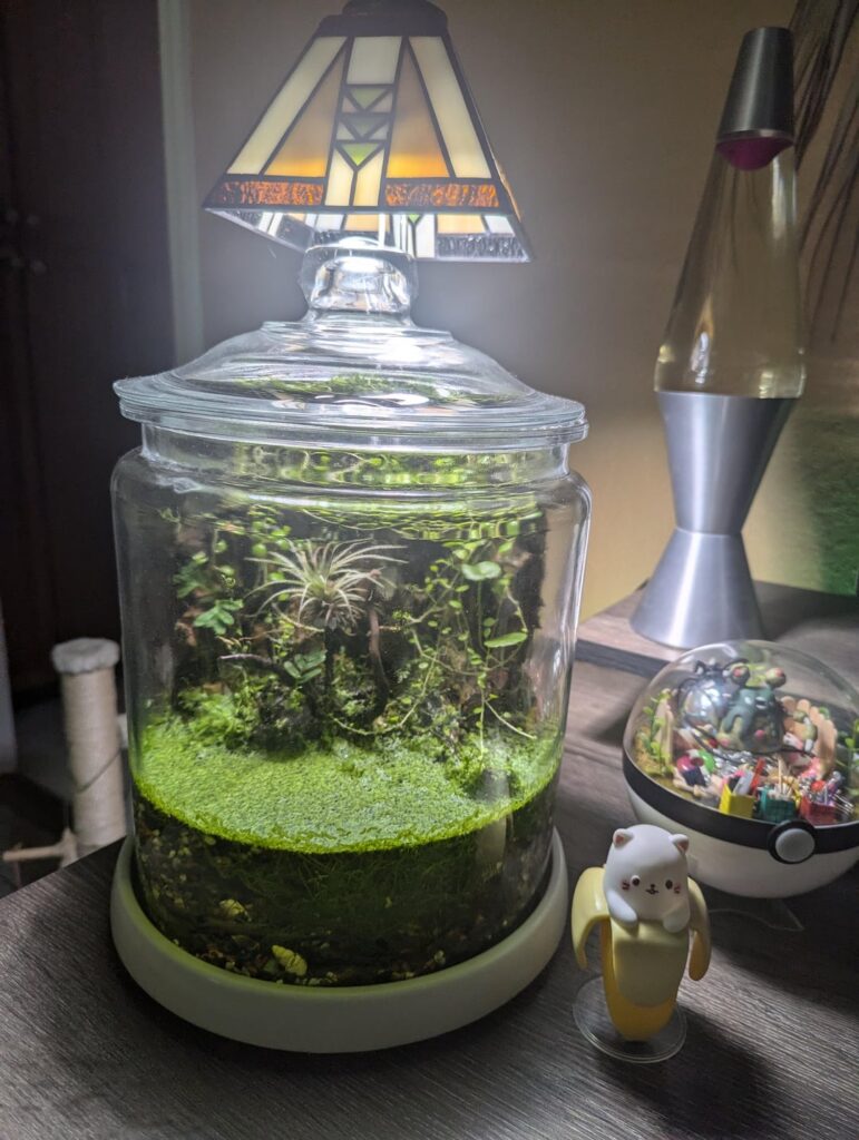 Desktop Paludarium Desktop Paludarium