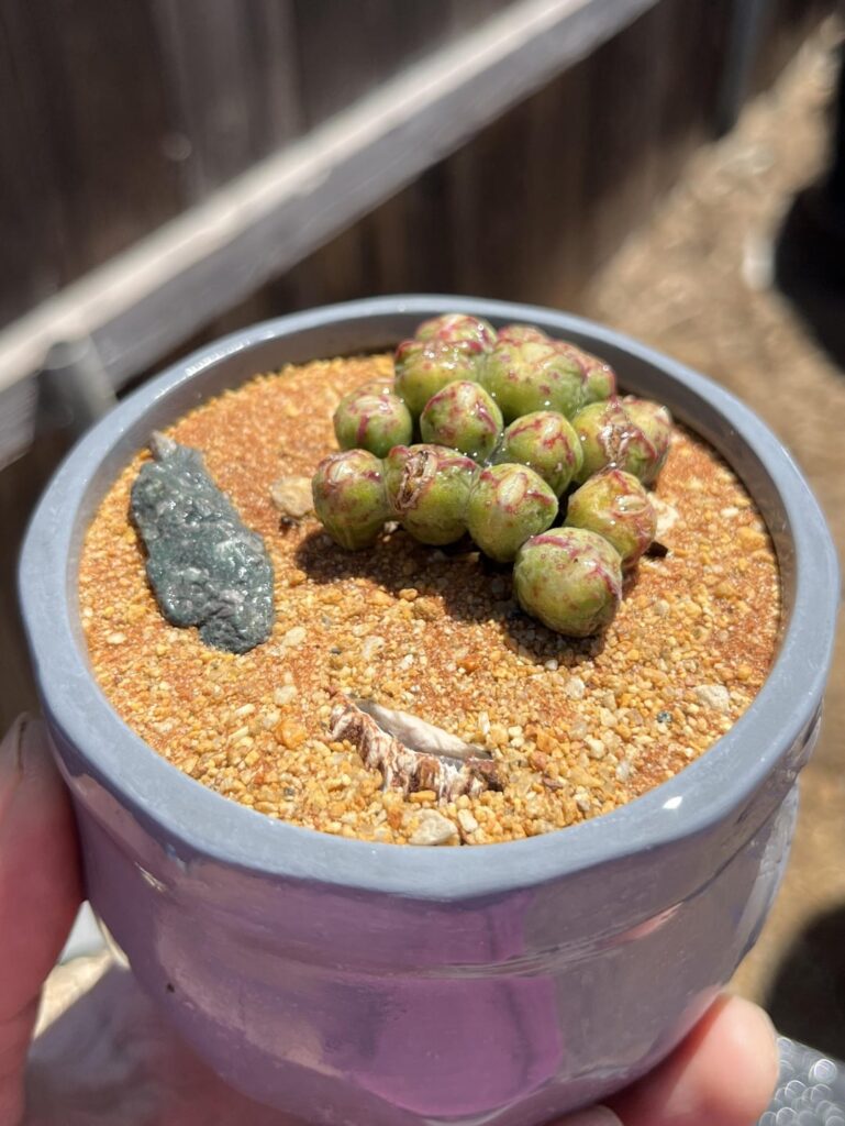 My Conophytum bilobum hasn’t gone dormant My Conophytum bilobum hasn’t gone dormant