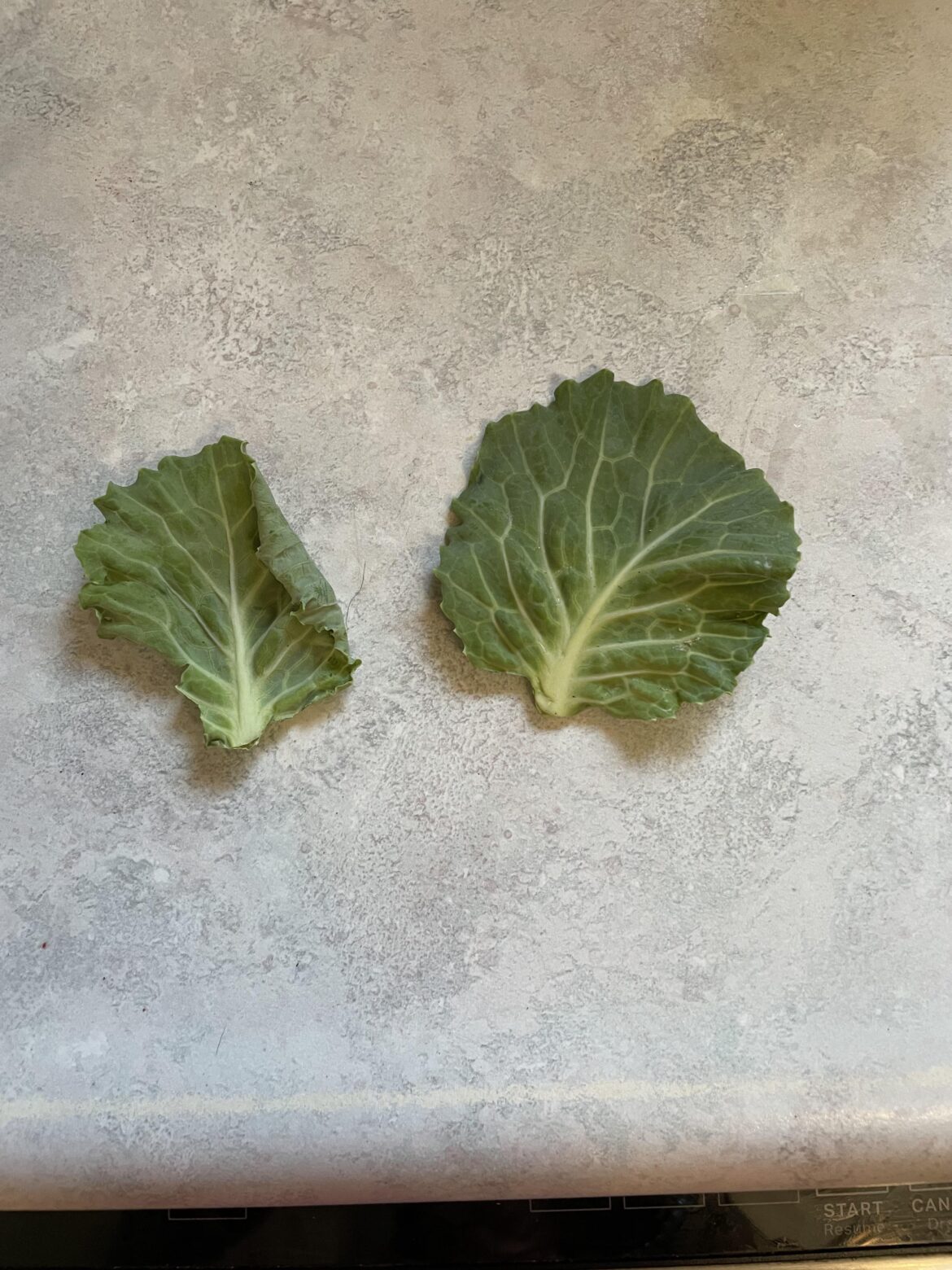 Is it possible to prop these leaves?