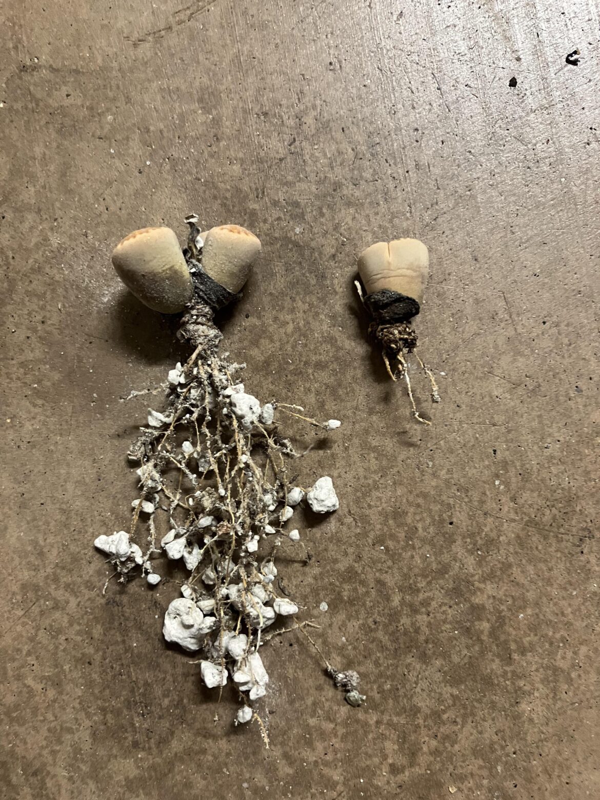 The difference between seed siblings The difference between seed siblings