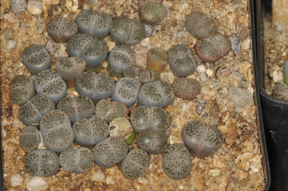 Seed grown salicola, about 6 months old