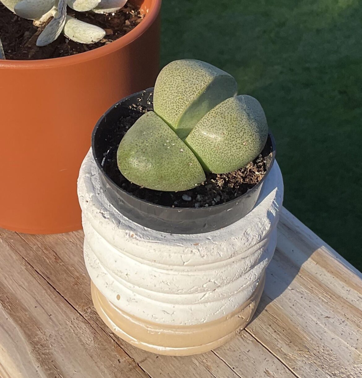 My first mesemb, Pleisospilos nelii