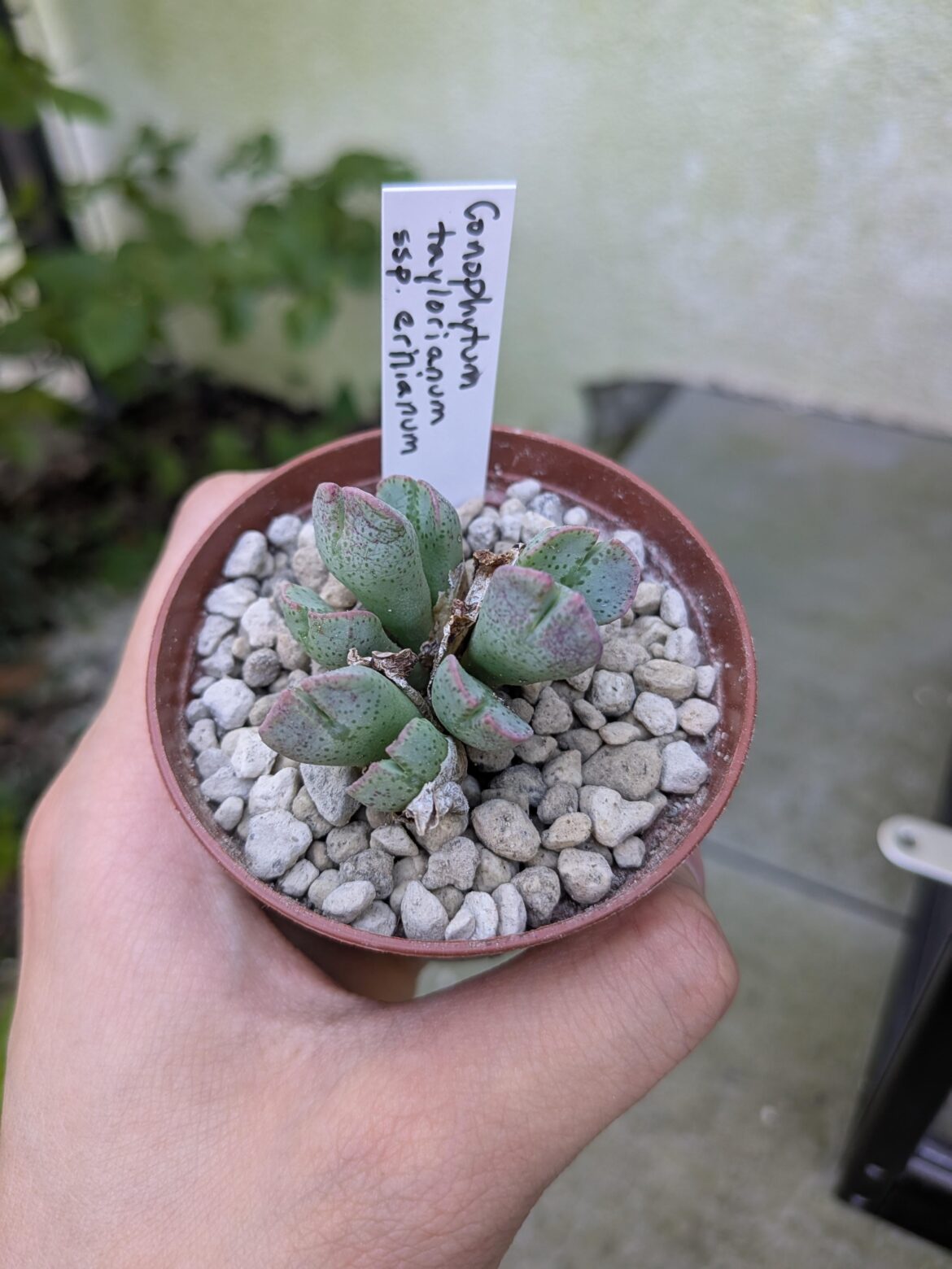 Loving the pink edges on this Conophytum taylorianum!