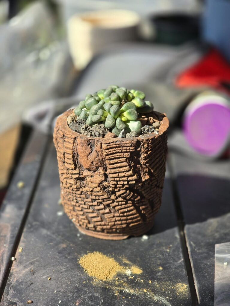 Aloinopsis schooneesii