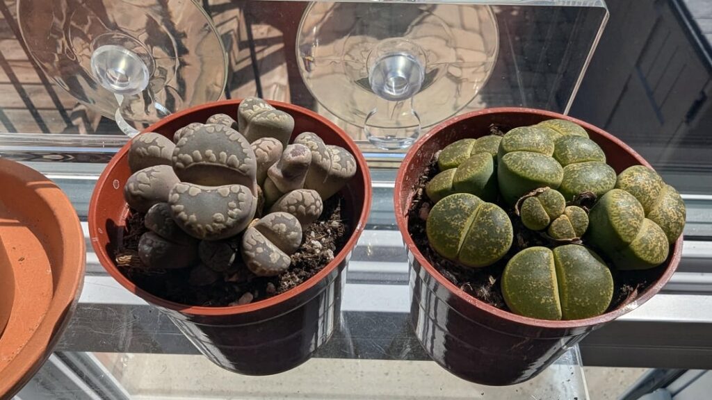 Confused if or when to water after repotting