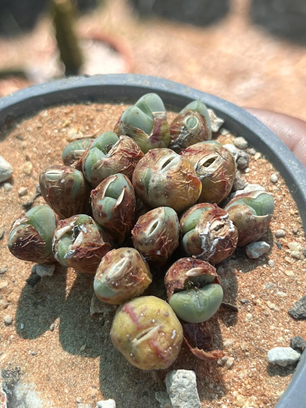 Had a crazy short dormancy period of about 1 1/2 weeks.