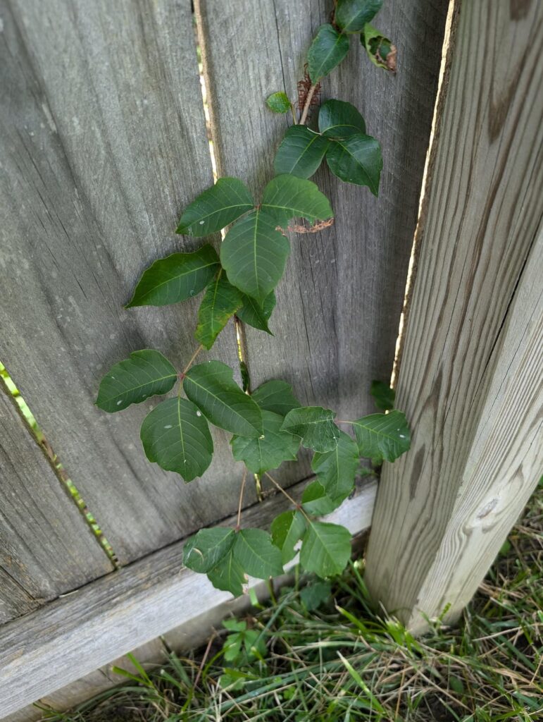 Is this poison ivy or oak? Is this poison ivy or oak?