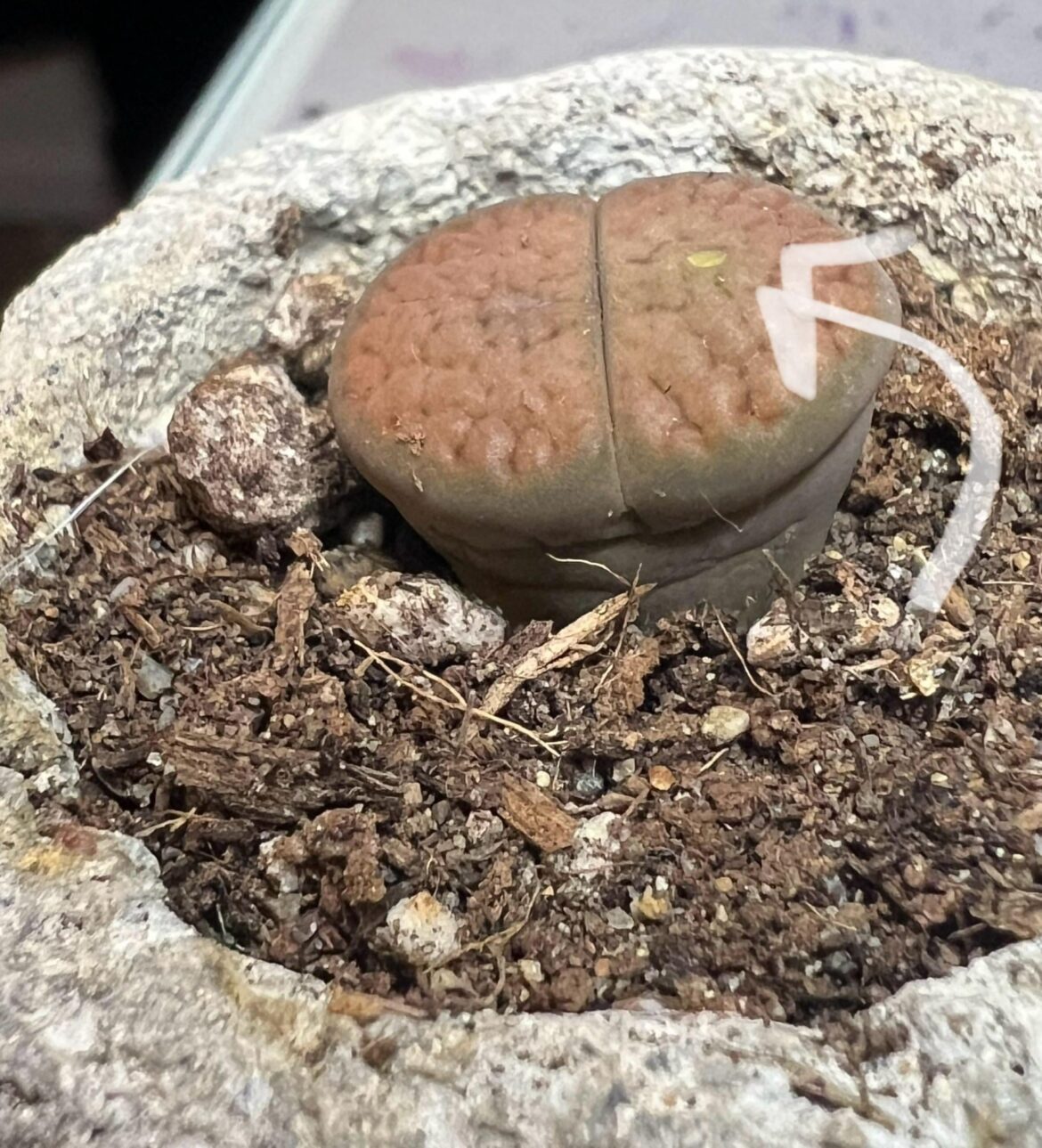 New lithops owner, what is this yellow spot?