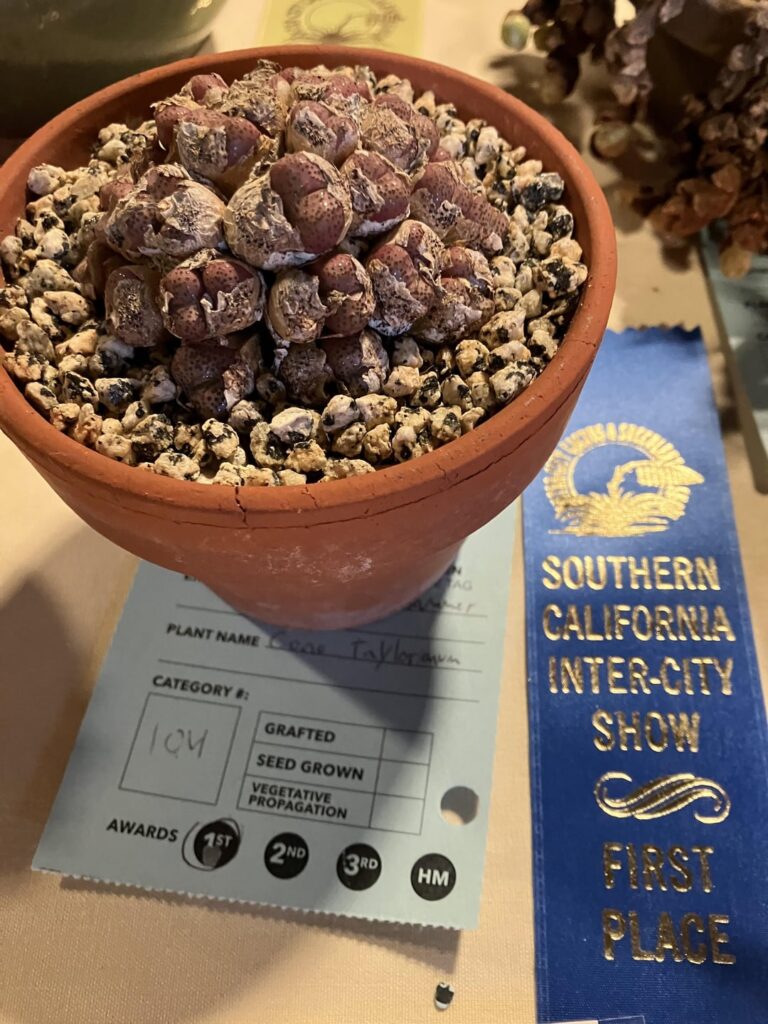 Some amazing mesembs I saw at the intercity show and sale