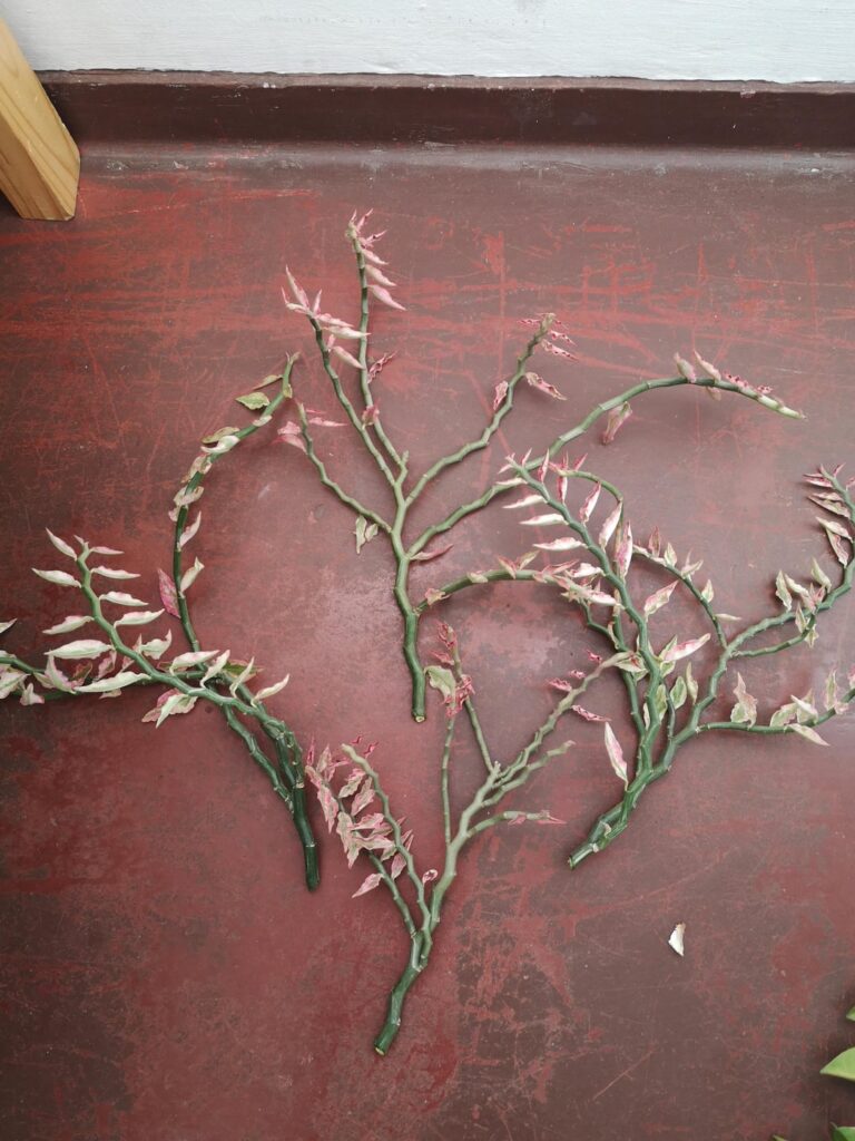 What are these 2 plants, can they be propergated? What are these 2 plants, can they be propergated?