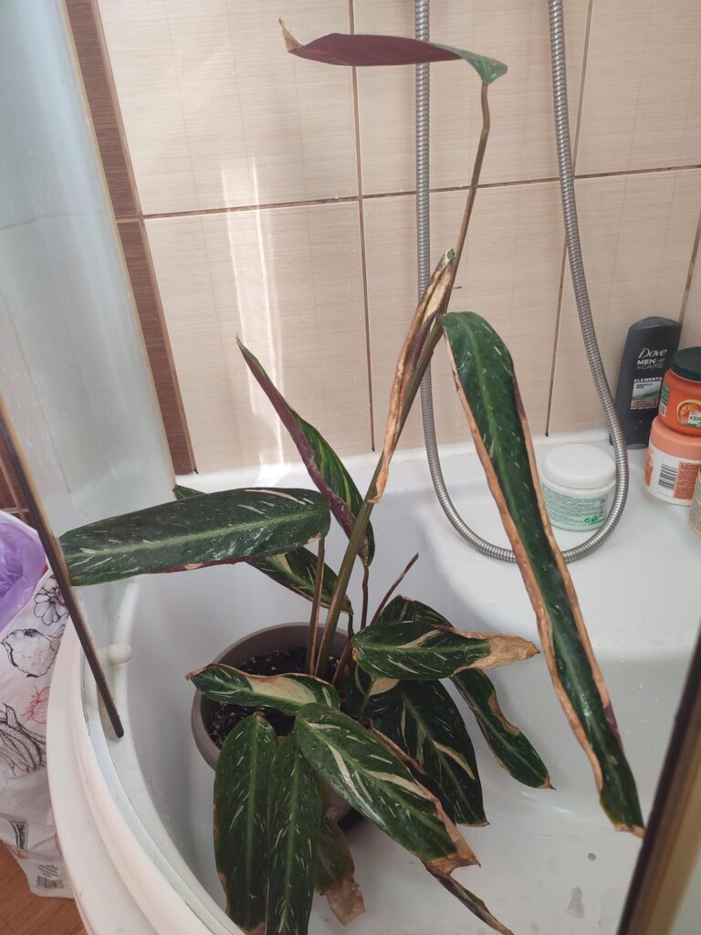 I got this plant from my mom like this, how to take care of it?