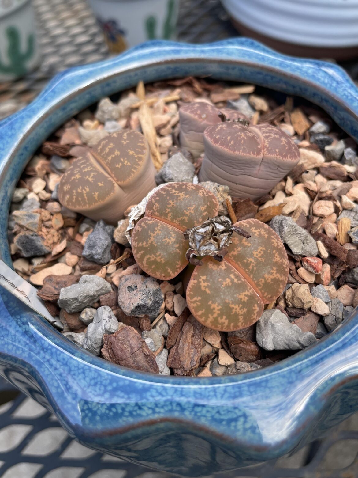 Am I still ok not to water these?