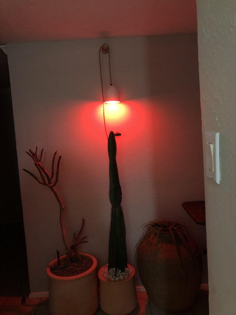 My Mexican fence post grew a nub