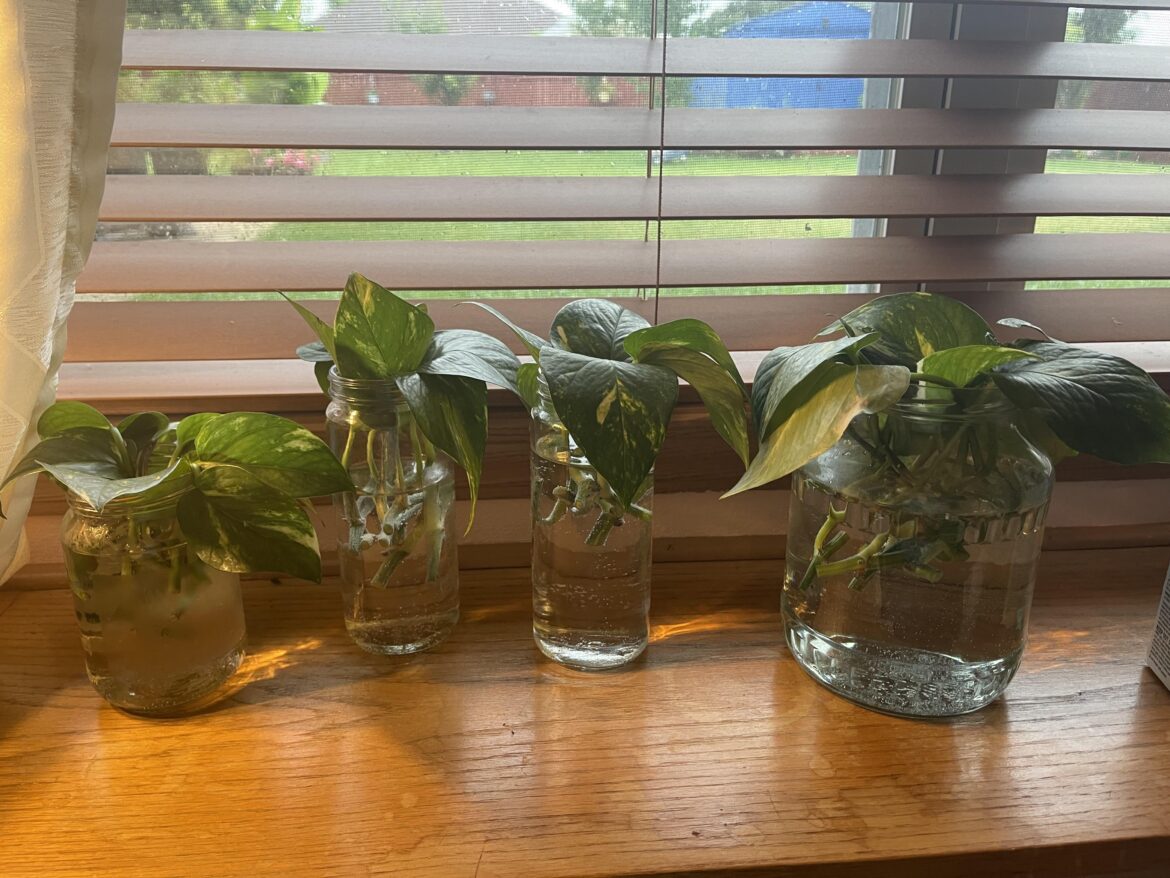 1st time propagating!