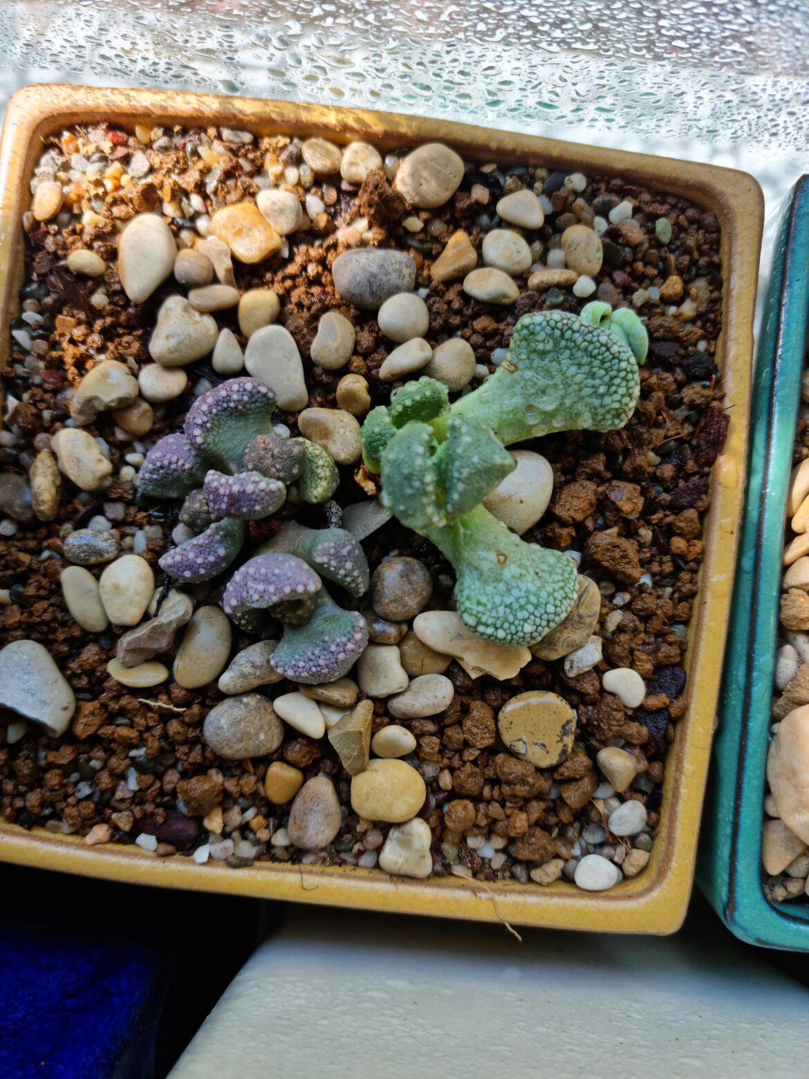 Id please, not a Titanopsis schwantesii 🫤