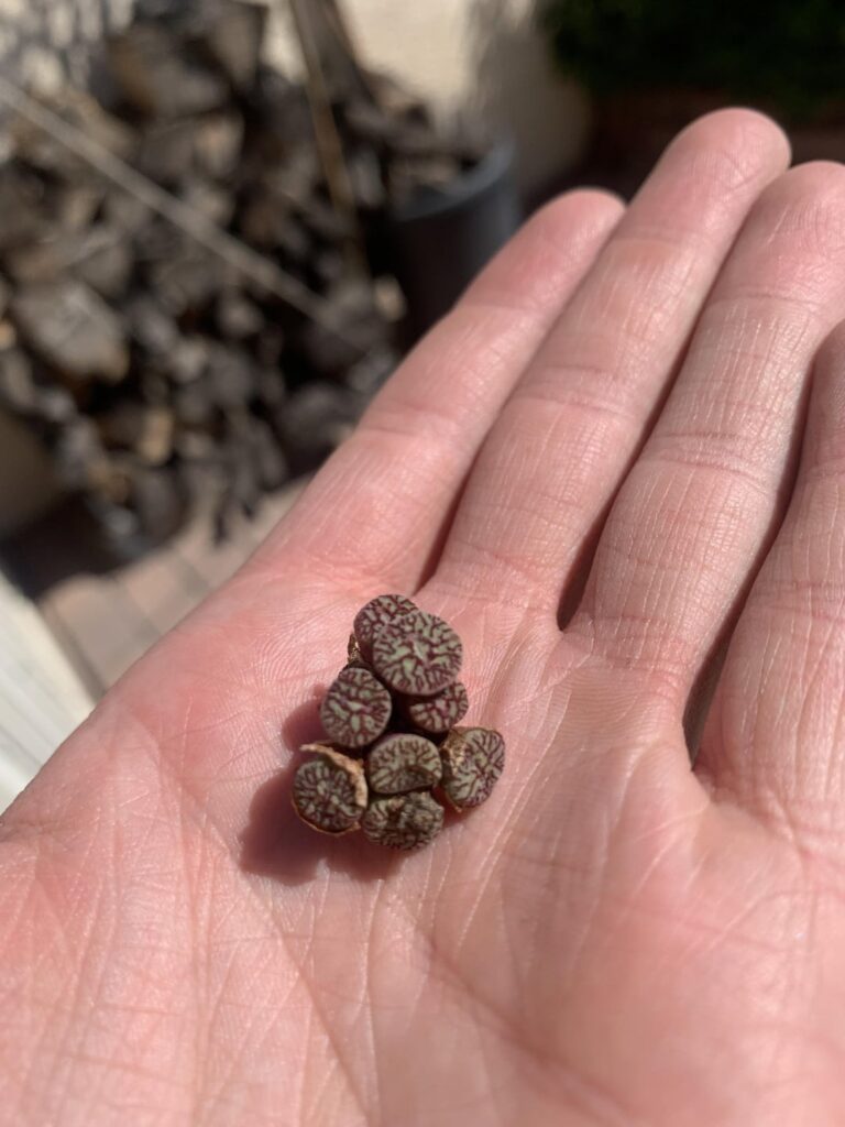 First Conophytum😅