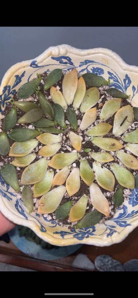 2 week process 🌱🤩