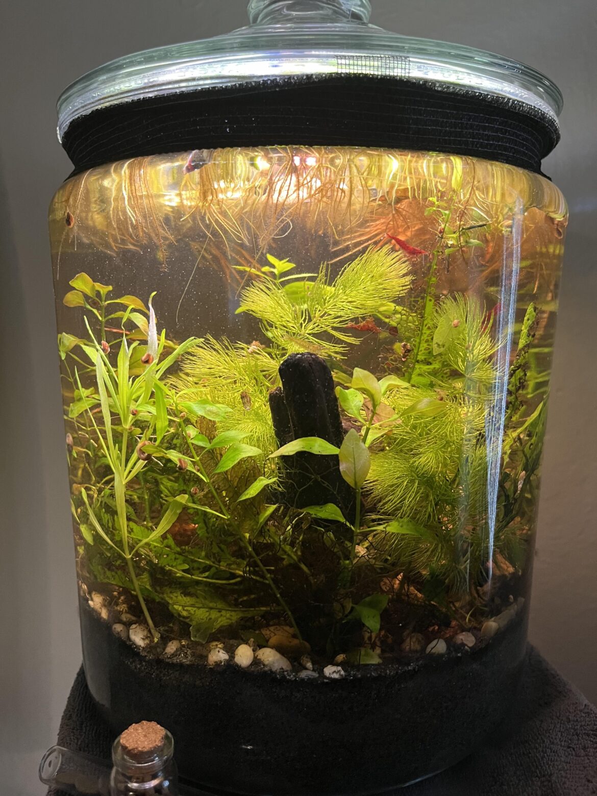 2mo into my shrimp/snail jar 2mo into my shrimp/snail jar