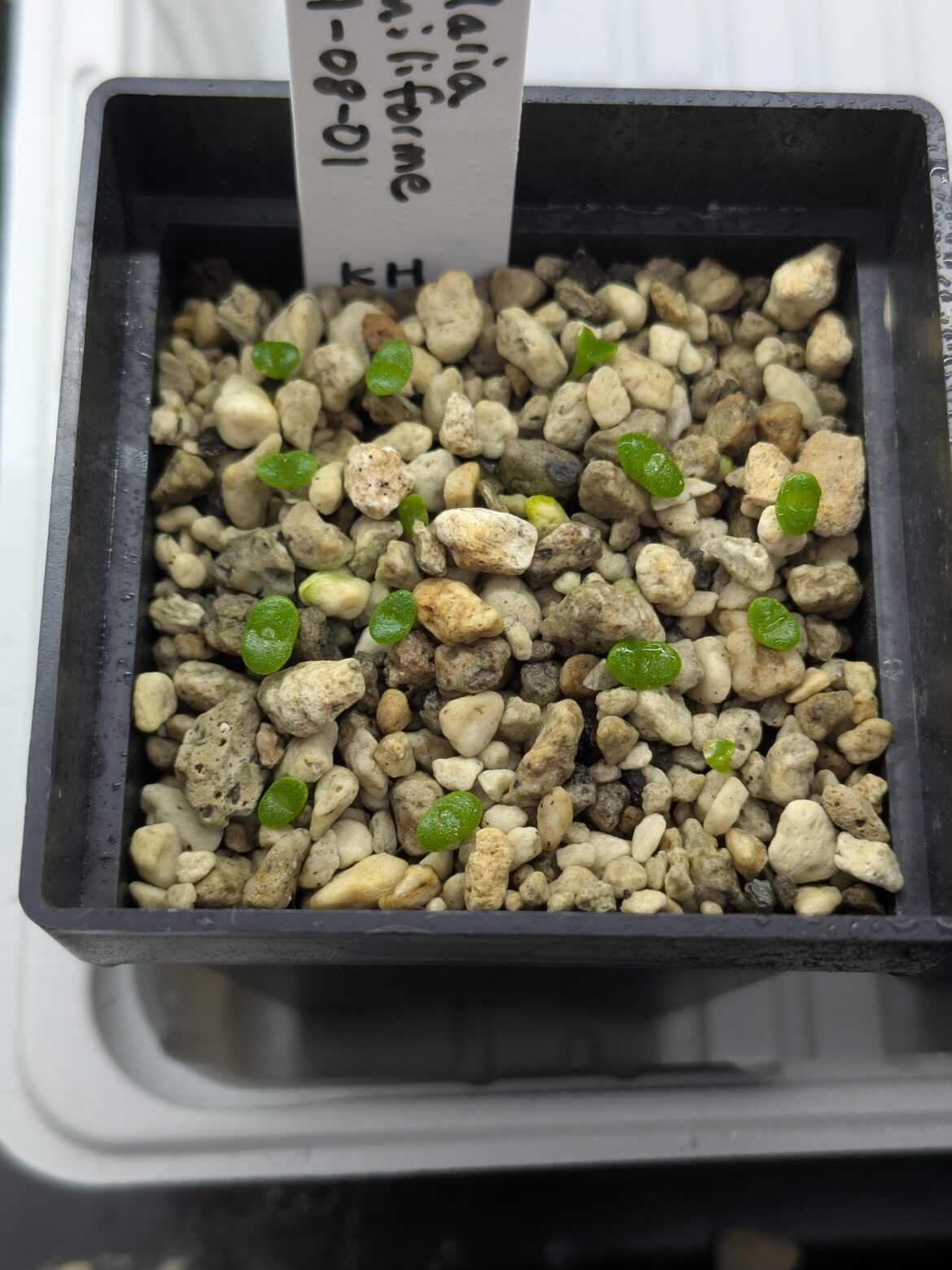 Some of my Monilaria moniliforme seedlings grew their first true leaves today!