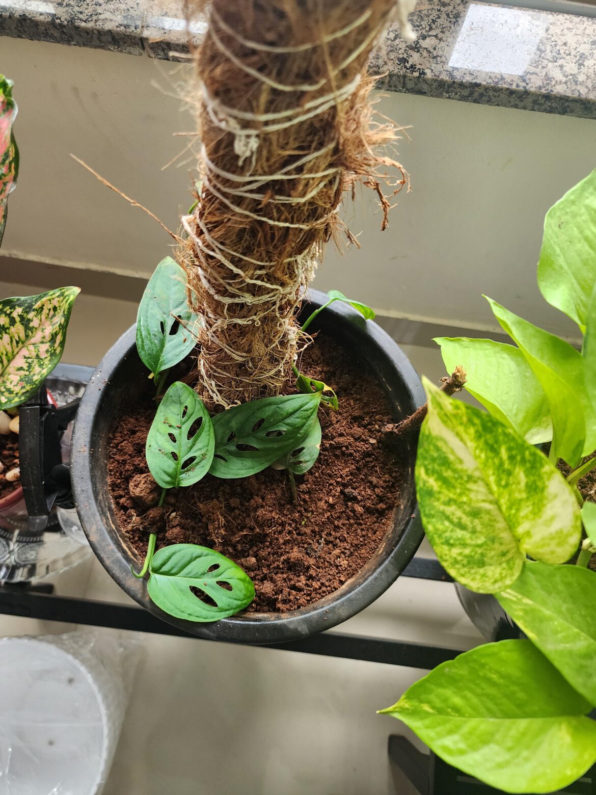 Has proplifted this beautiful Monstera Adansonii and it's growing beautifully.