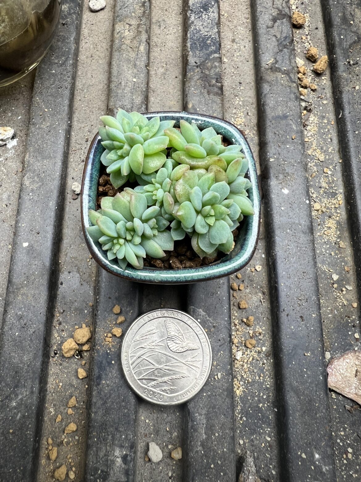 Props and appropriate pot