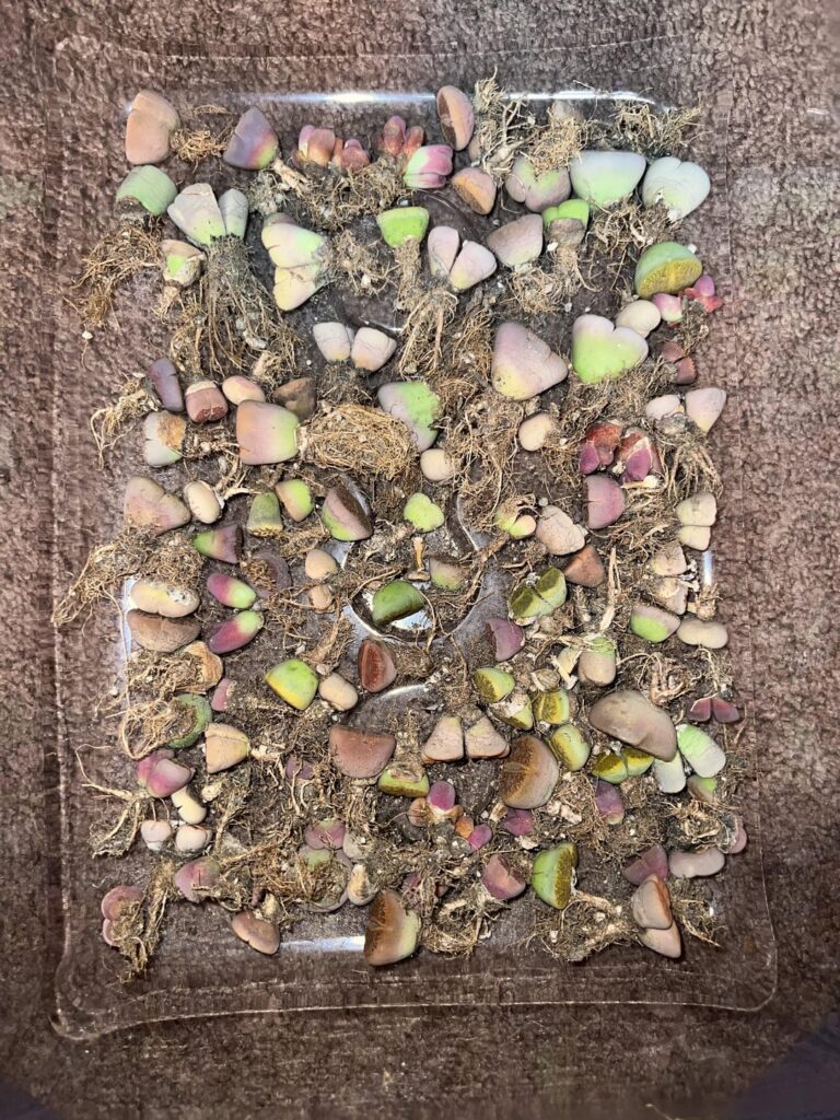 Finally separated and repotted.