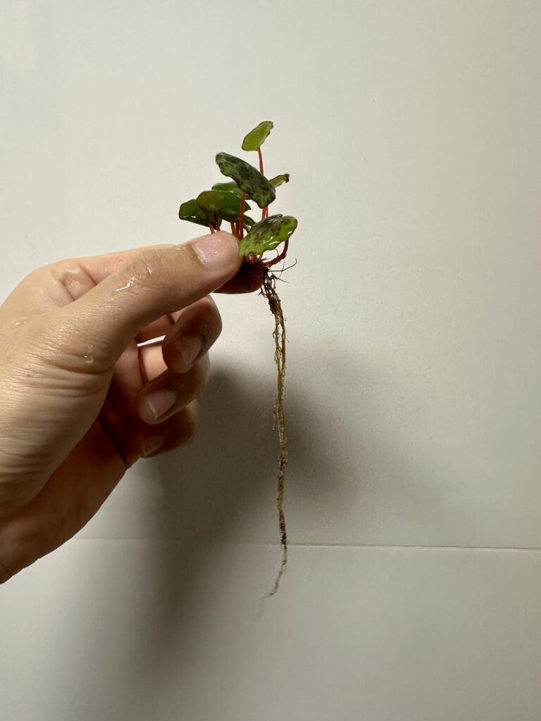 Converted Begonia sp. Sabah to semihydro