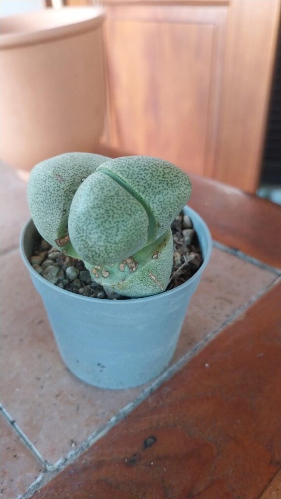 is this some kind of fat lithops?👀