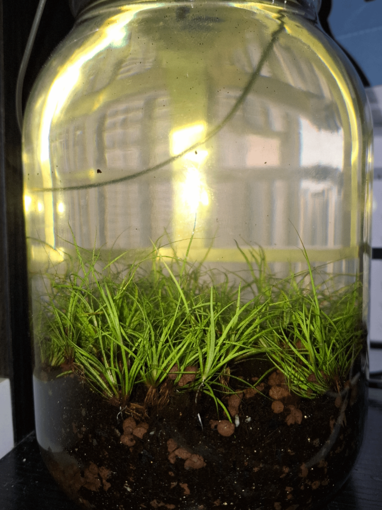 My jarrarium on day 10. Would it succeed? (No fauna yet)
