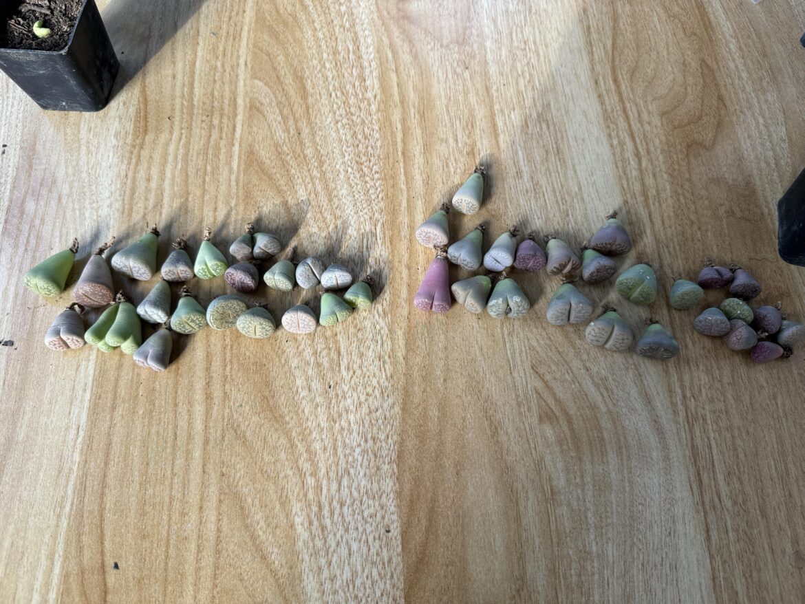 Be careful of ordering Lithops online! Be careful of ordering Lithops online!