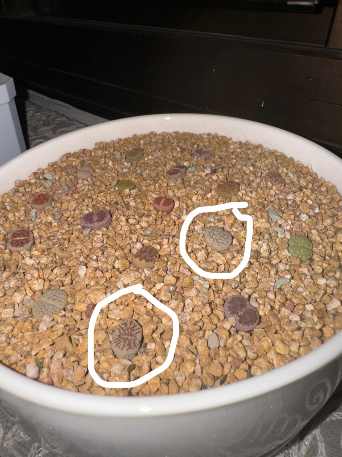 watering question watering question