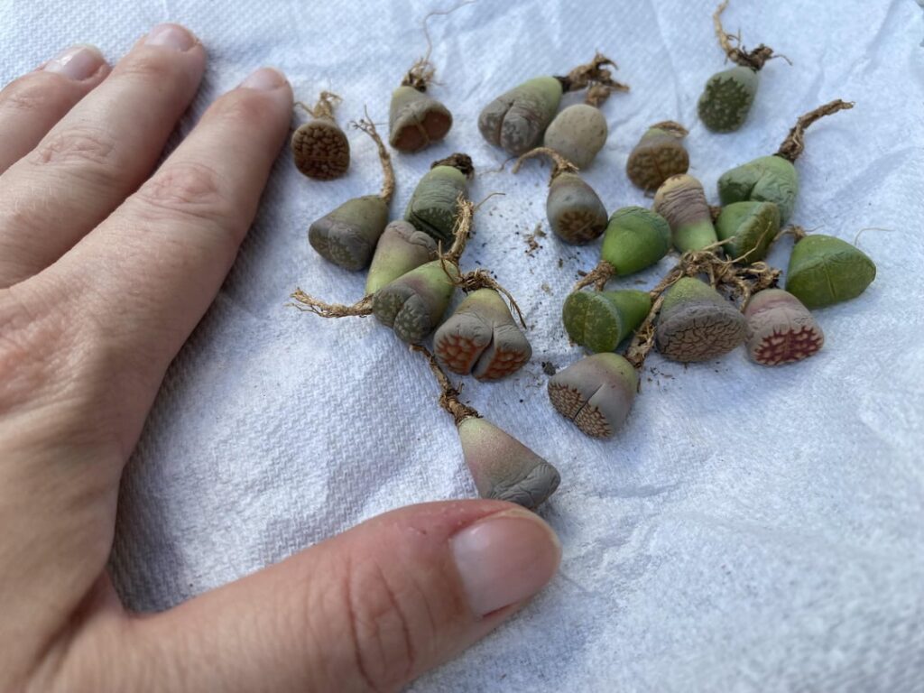 I ordered these lithops last month on Etsy and planted them. They seem to be doing ok, I have mostly been ignoring them 😂😂 Just wanted to share my setup, and see if anyone has any tips for a newb who frequently kills succulents (accidentally) I ordered these lithops last month on Etsy and planted them. They seem to be doing ok, I have mostly been ignoring them 😂😂 Just wanted to share my setup, and see if anyone has any tips for a newb who frequently kills succulents (accidentally)