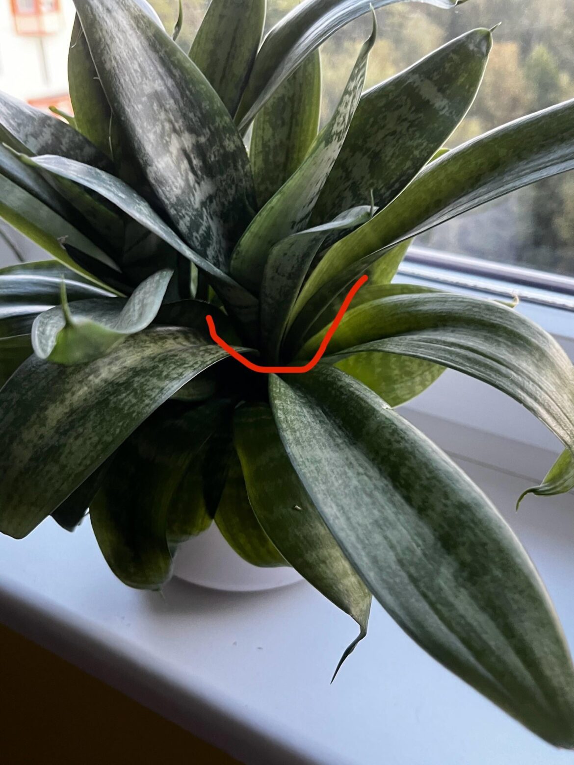 My snake plant is getting long and wide. Can i propagate it like this?
