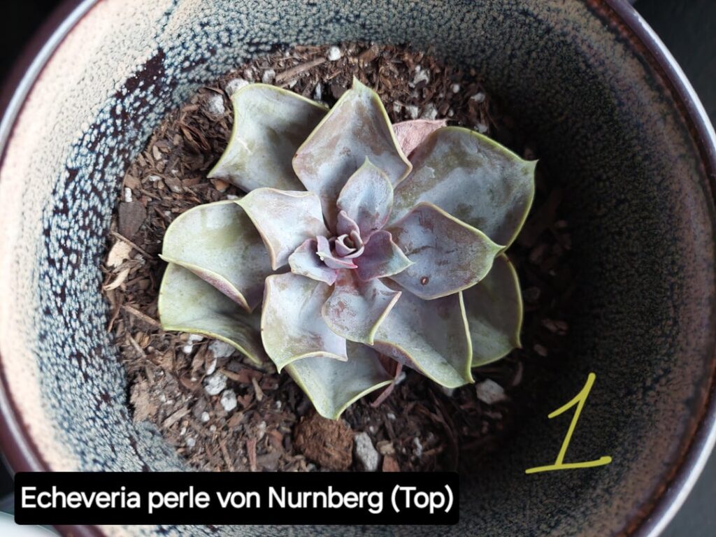 What should I do now that these succulents have sprouted roots? What should I do now that these succulents have sprouted roots?