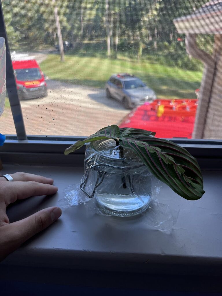 Why isn’t the MARANTA GROWING ROOOOOOTS??