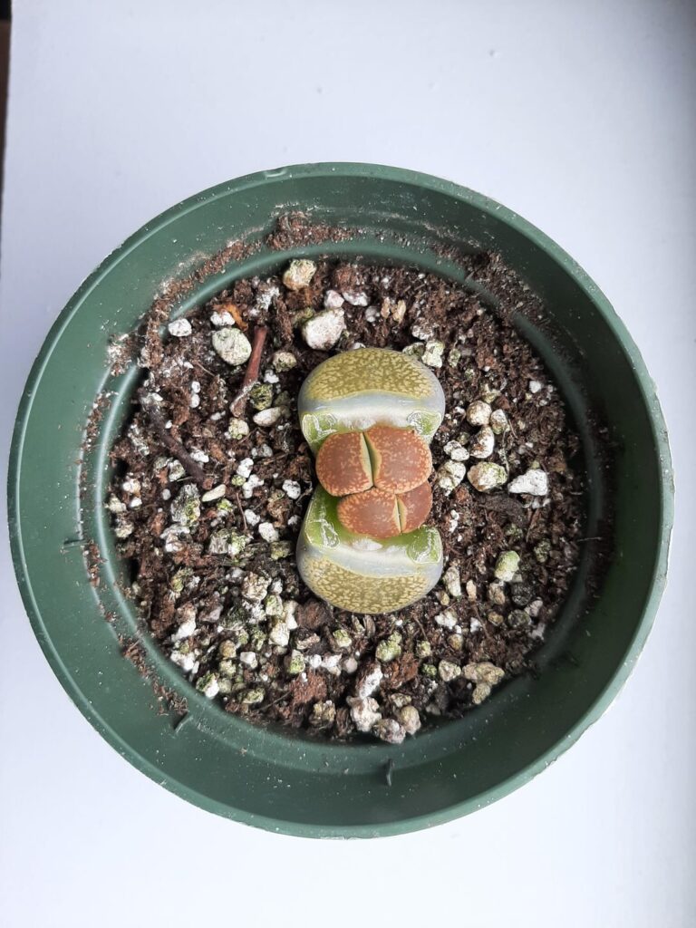 First Time Lithop Owner! Seeking Advice for Watering
