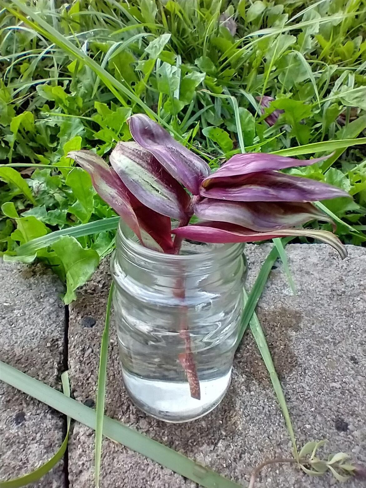 Plant Distribution System granted me a tradescantia.