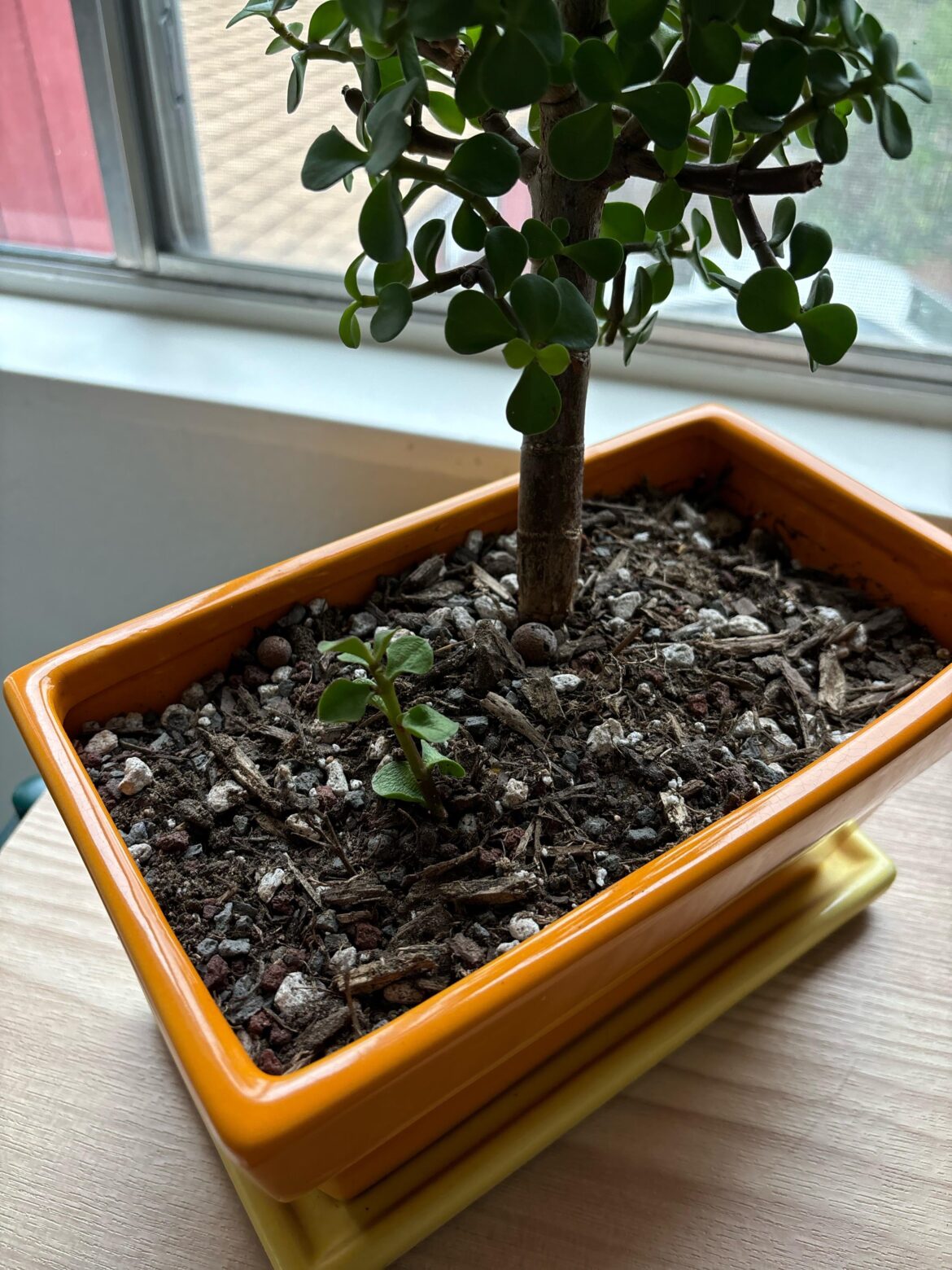 Stuck this piece that fell off back into the same pot. Now that it’s rooting, is it ok to keep in the same pot?