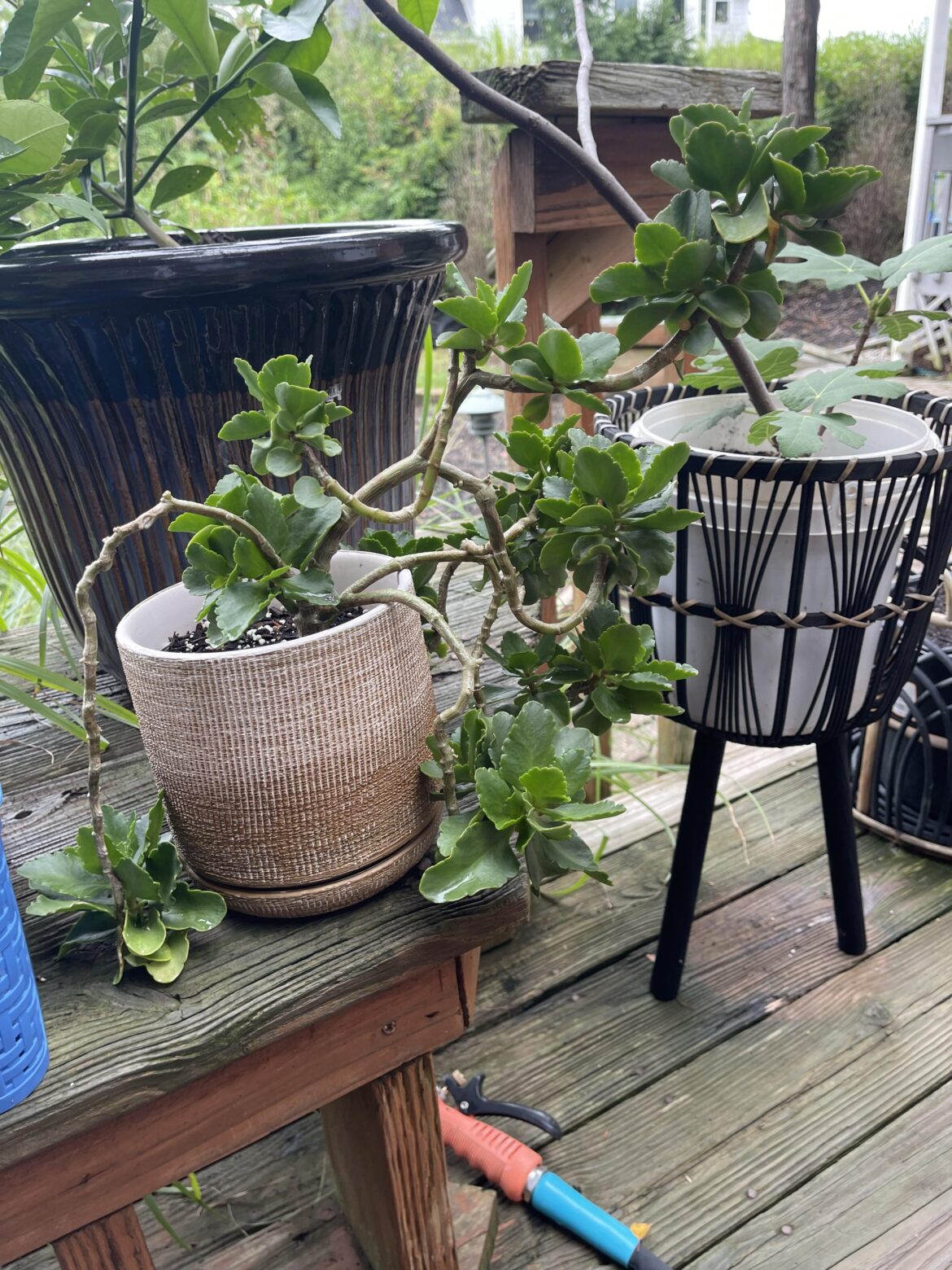 How/where do I prop this florist kalanchoe?