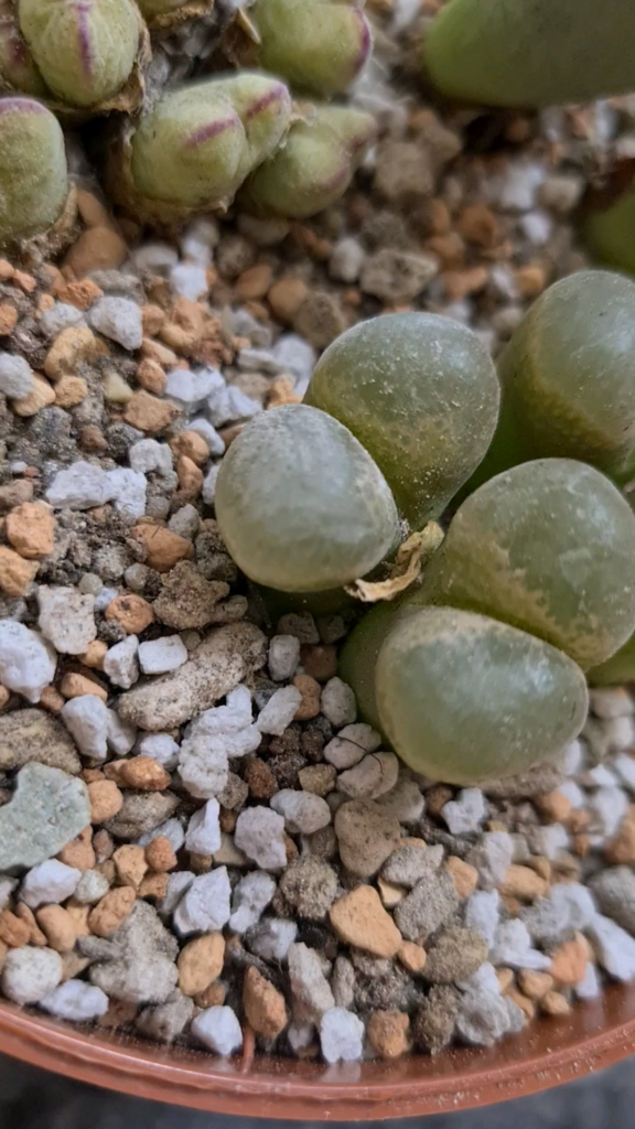 What could the crawler be?