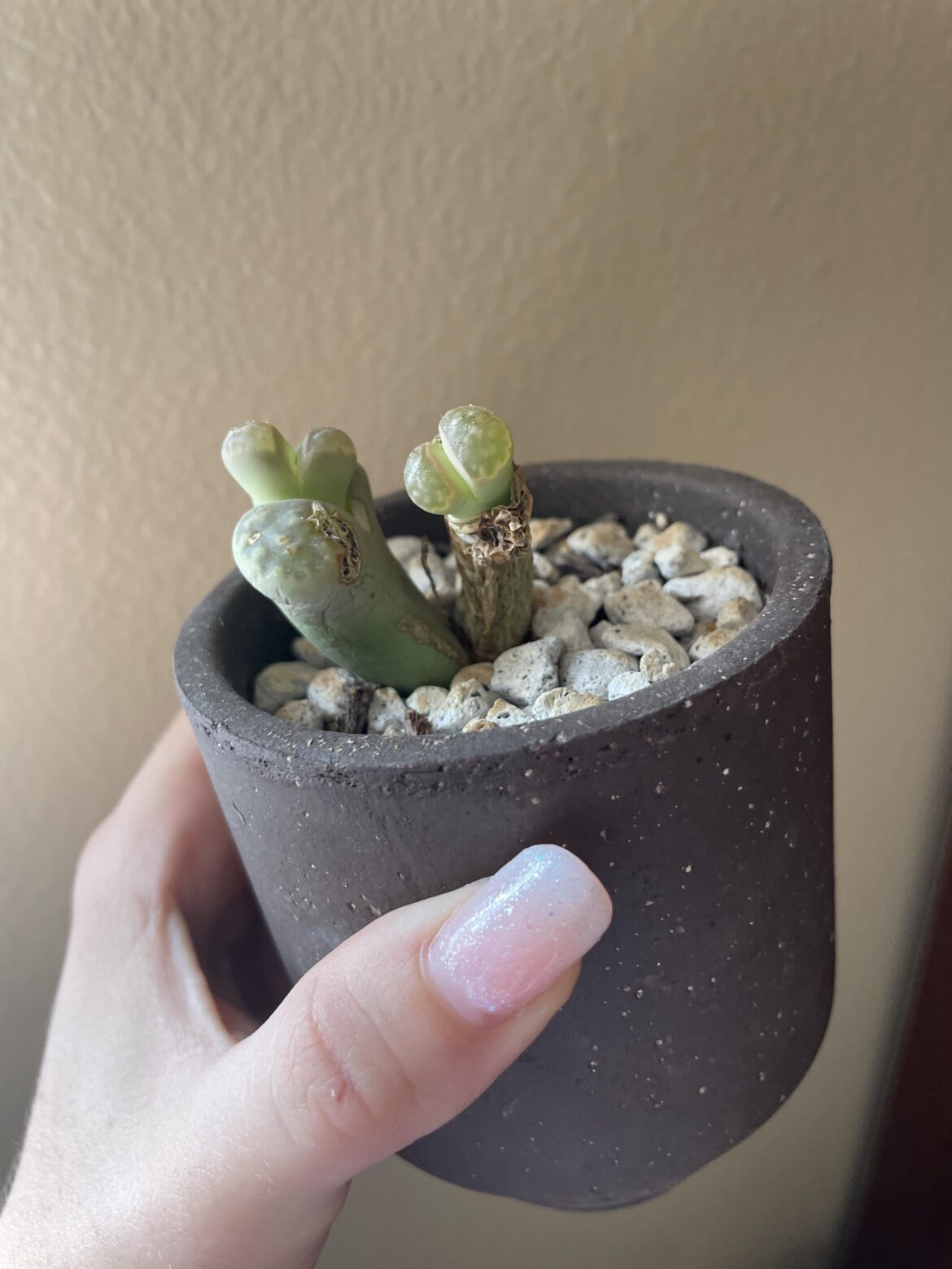 Why are my new babies so thin? Should I repot?