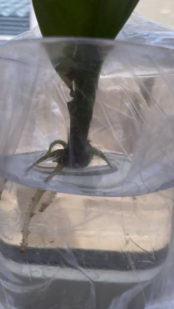 Zz plant leaf cutting rooting beautifully !