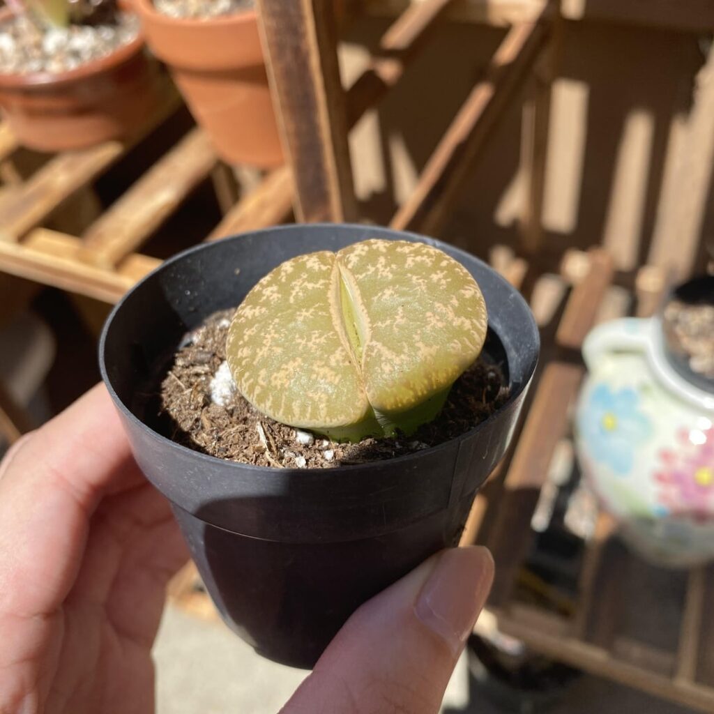 got my first stone last saturday. is it safe for me to water? or should i repot in gritty soil first?