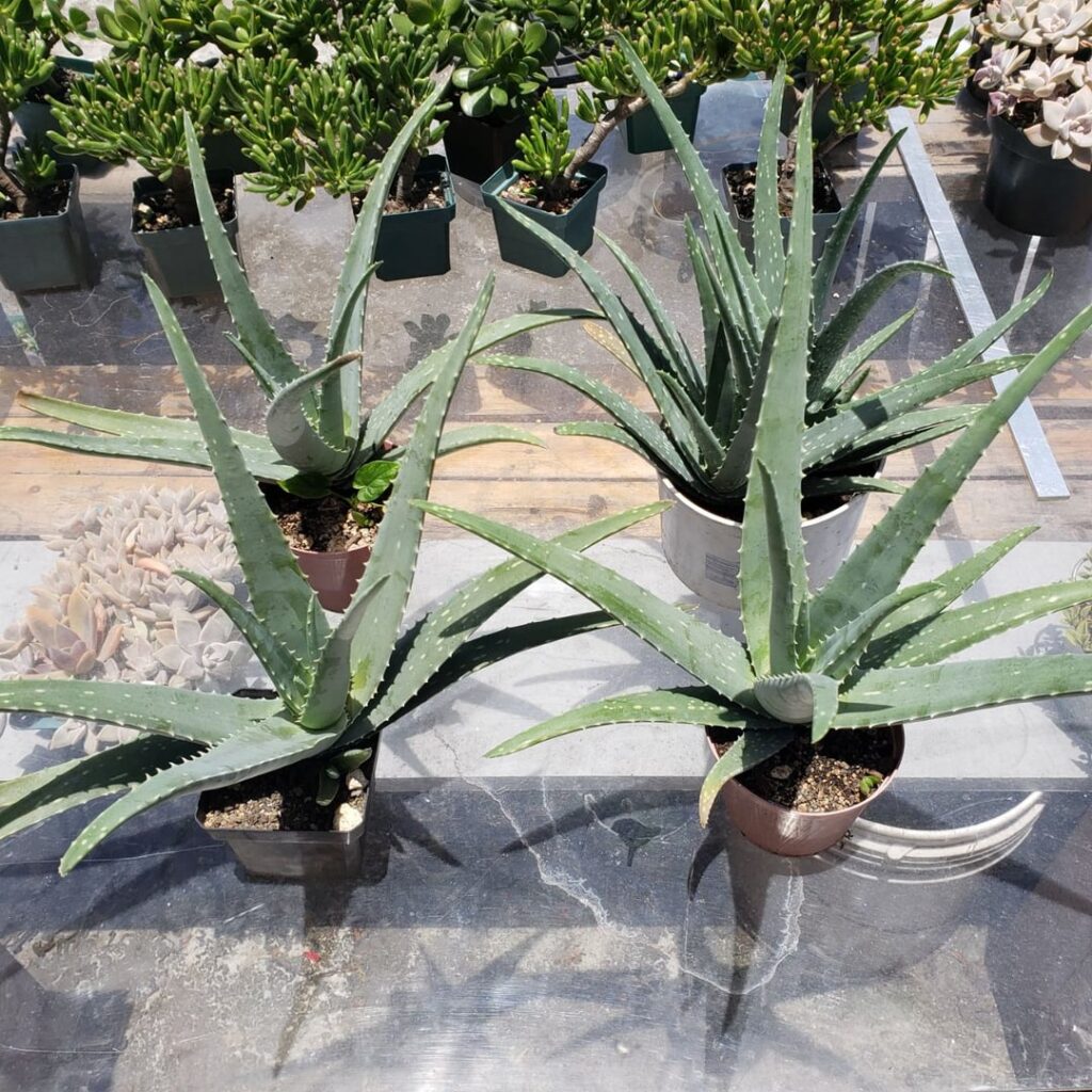 Aloes (1.5") soil propagation (7 months pogress)