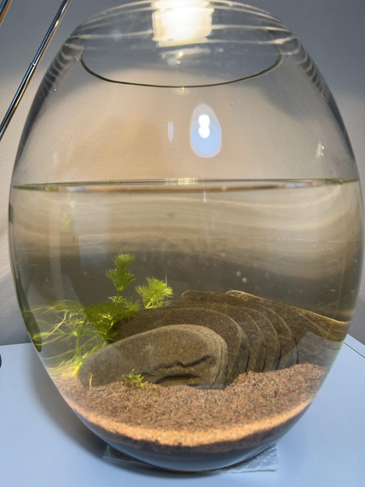 Freshly scaped jar
