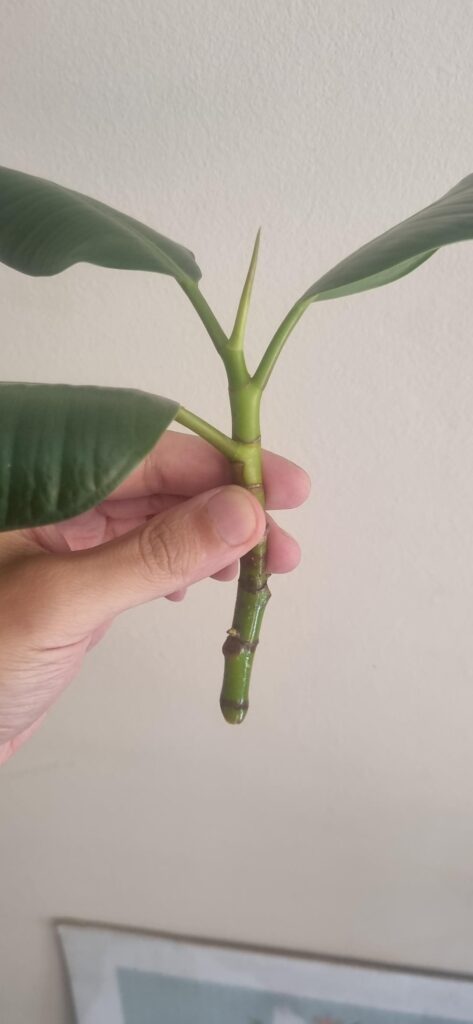 Rubber plant not propping roots Rubber plant not propping roots